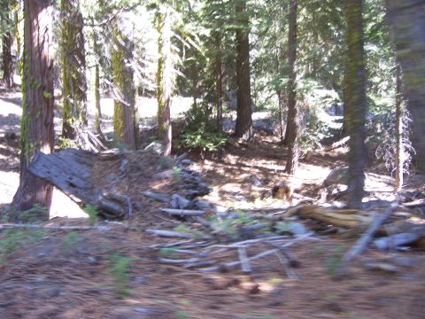 1991 Ford Bronco - A wooded area with debris on the ground, including logs and branches, under tall trees.