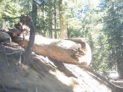 1991 Ford Bronco - A large fallen tree trunk lies on a steep, wooded hillside, with a white van visible in the distance on a dirt road.
