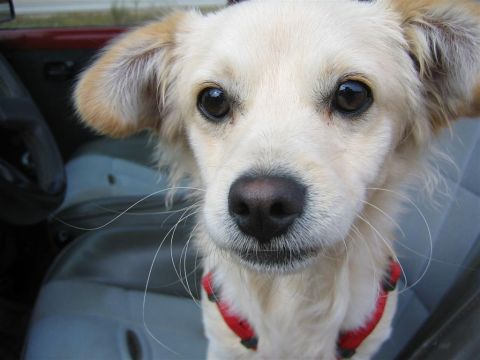 1987 Suzuki Samurai - A dog sits in the passenger seat of a vehicle, looking towards the camera.