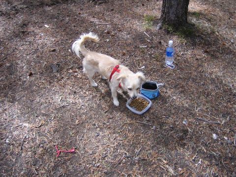 1987 Suzuki Samurai - A dog eats from a food bowl in a wooded area, with a water bottle nearby.