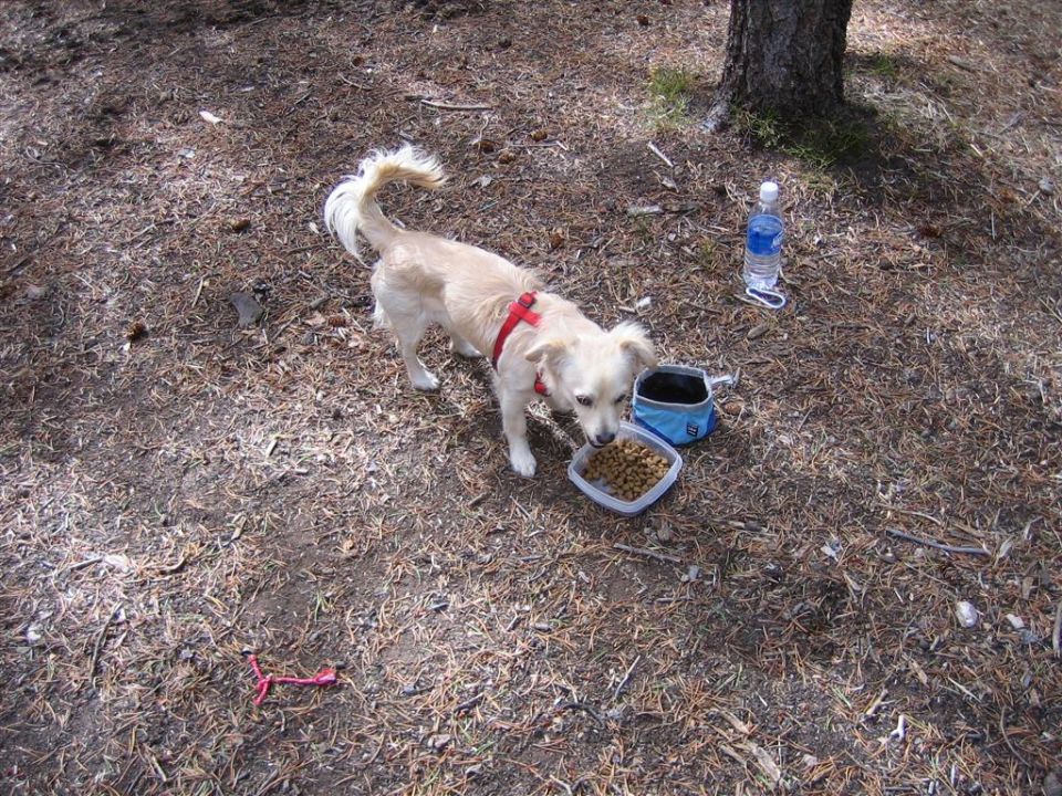 Dog eating from a bowl outdoors