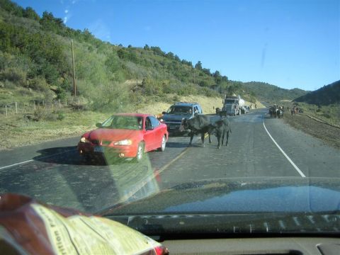 1999 Ford F-250 - Cows cause a traffic delay on a two-lane highway with multiple vehicles and trucks.