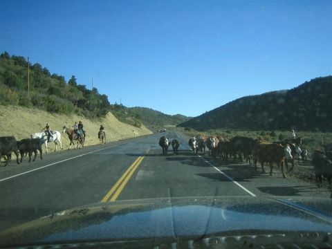 1999 Ford F-250 - A herd of cattle is being driven across a two-lane highway, with several riders on horseback guiding them.