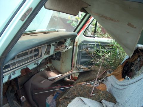 1979 Ford Bronco - Interior of an abandoned vehicle, with vegetation growing through the cabin and significant interior damage.