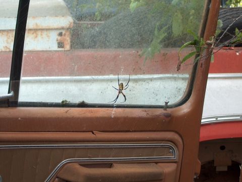 1979 Ford Bronco - A spider is seen on the interior door panel of a rusty vehicle, with another vehicle visible through the window.