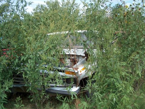 1979 Ford Bronco - A white truck is heavily overgrown with weeds and foliage, obscuring most of its details.