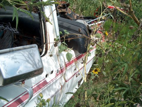 1979 Ford Bronco - Side view of a 1979 Ford Bronco in a junkyard, partially covered by vegetation.