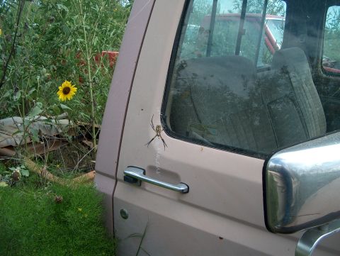 1979 Ford Bronco - A spider has made its web on the side door of a weathered truck, with a sunflower blooming in the overgrown yard.