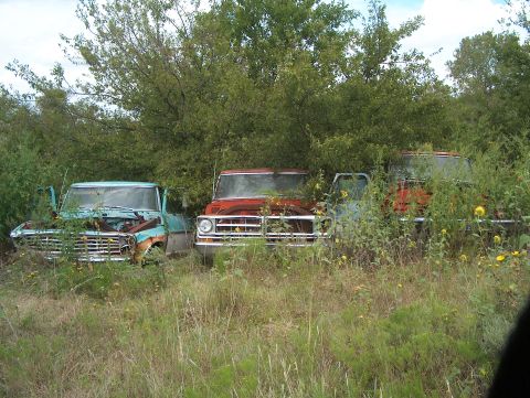 1979 Ford Bronco - A trio of vintage trucks sit abandoned and reclaimed by nature in a grassy field.