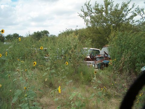 1979 Ford Bronco - Sunflowers bloom around abandoned trucks in a junkyard scene.