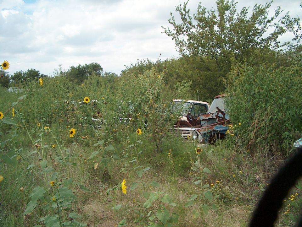 Two old trucks partially overgrown with weeds and sunflowers in a junkyard. One truck has a white cab and brown front end, the other is mostly obscured