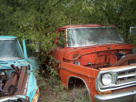 1979 Ford Bronco - Two weathered pickup trucks sit abandoned in a field, partially obscured by overgrown vegetation.