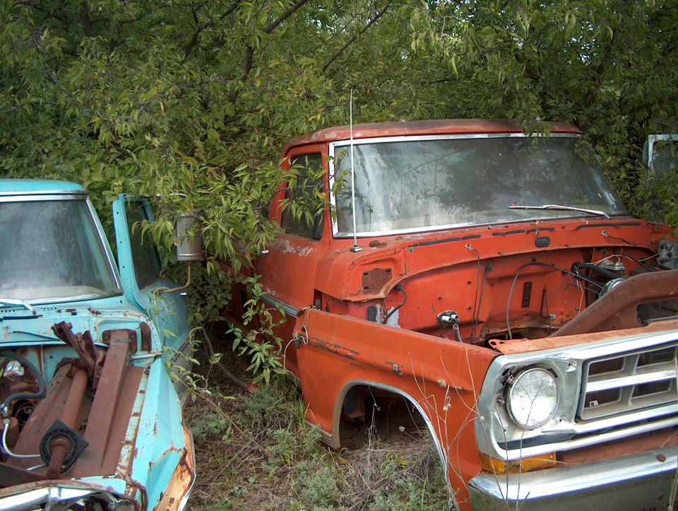 two old pickup trucks, one orange and one blue, overgrown with weeds and trees