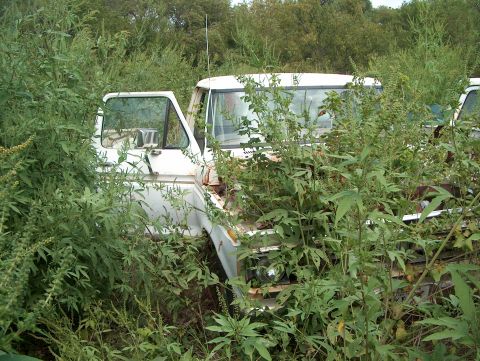 1979 Ford Bronco - A white truck sits abandoned and overgrown in a field, its driver's side door ajar.