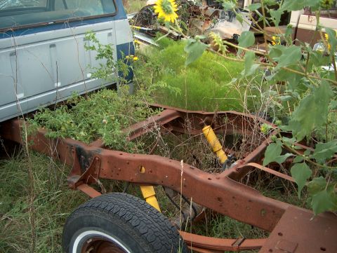 1979 Ford Bronco - A heavily rusted 1979 Ford Bronco chassis is overtaken by weeds and sunflowers in a junkyard.