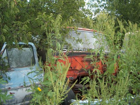 1979 Ford Bronco - Two abandoned vehicles are partially obscured by tall weeds and foliage in a junkyard setting.