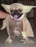 1971 Ford Ranchero - A pug wears a Yoda costume, complete with large ears and robe.