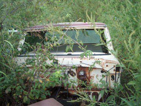 1979 Ford Bronco - A white 1979 Ford Bronco sits abandoned and overgrown in a field.