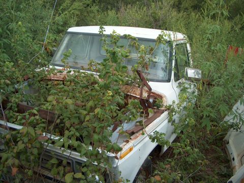1979 Ford Bronco - This 1979 Ford Bronco is heavily overgrown with vegetation, showing signs of neglect.