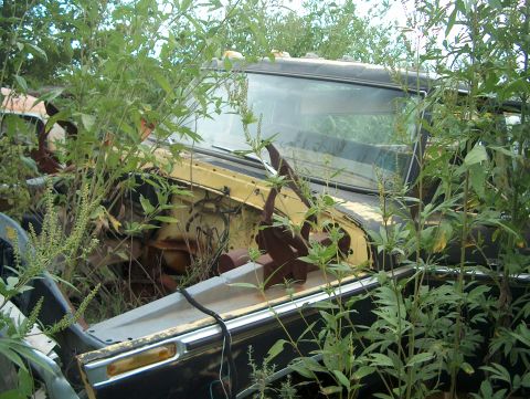1979 Ford Bronco - An overgrown vehicle sits abandoned in a junkyard, its yellow hood contrasting with the dark body and surrounding weeds.