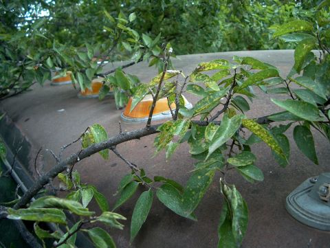 1979 Ford Bronco - Tree branches cover orange roof lights on a vehicle.