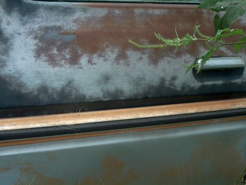 1979 Ford Bronco - The side door of a 1979 Ford Bronco shows significant rust and a chrome door handle, with weeds encroaching.