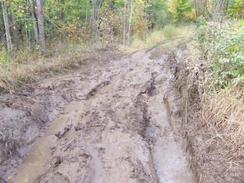 1978 Ford Bronco - A muddy road winds through a forest with tall trees and dry grass on the sides.