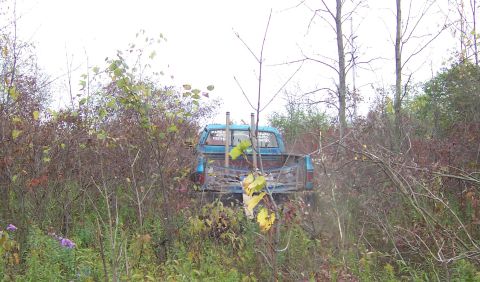 1978 Ford Bronco - A blue pickup truck is seen from the rear, driving through overgrown brush and trees.