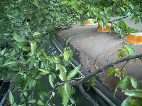 1979 Ford Bronco - Overgrown branches obscure the rusty roof of a vehicle with amber lights.