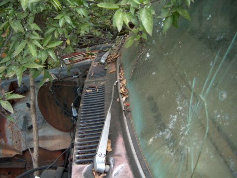 1979 Ford Bronco - The cracked windshield and weathered dashboard of a 1978 Ford Bronco are visible, partially obscured by foliage.