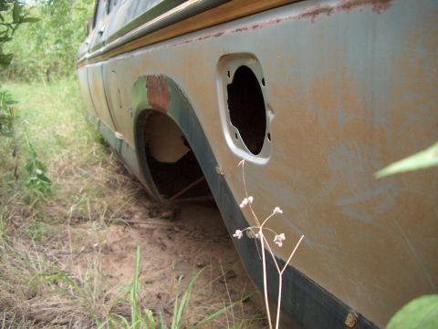 1979 Ford Bronco - A close-up side view of a weathered vehicle's rear quarter panel, partially obscured by vegetation.