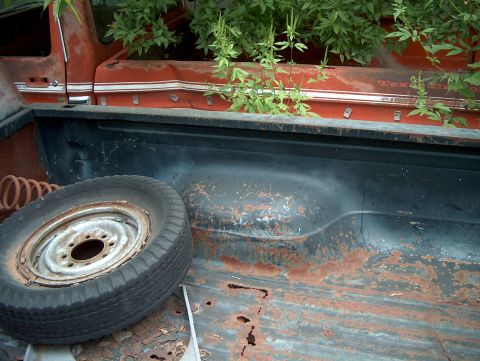 1979 Ford Bronco - A spare tire rests in the heavily rusted bed of an old pickup truck, with weeds growing out of it.