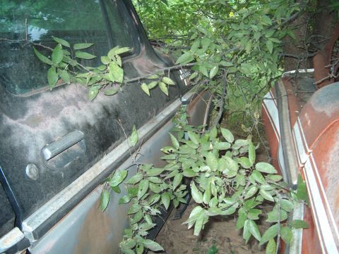 1979 Ford Bronco - Branches and foliage obscure the side view of a vehicle, possibly in a junkyard setting.