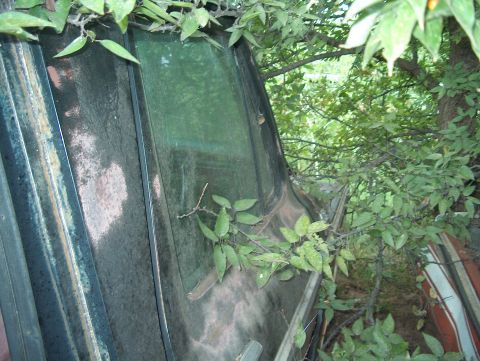 1979 Ford Bronco - This vehicle is partially obscured by foliage, suggesting it has been left unattended for some time.