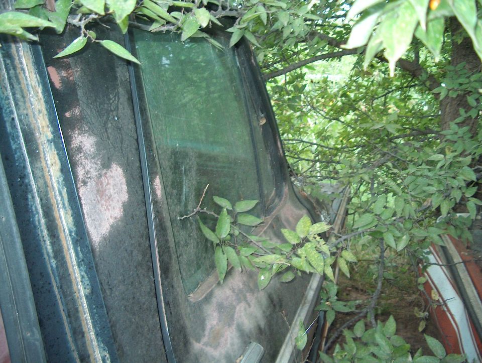 side of a weathered vehicle with plants growing over it, trees in background