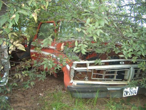 1979 Ford Bronco - This 1979 Ford Bronco is partially hidden by foliage, showing its front grille and orange paint.