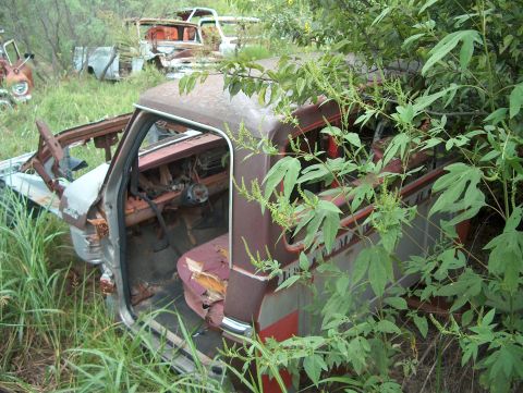 1979 Ford Bronco - Overgrown vegetation obscures the interior of a derelict truck, suggesting it has been abandoned for years.