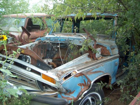 1979 Ford Bronco - Two old trucks sit abandoned and overgrown with vegetation, one with its hood open.
