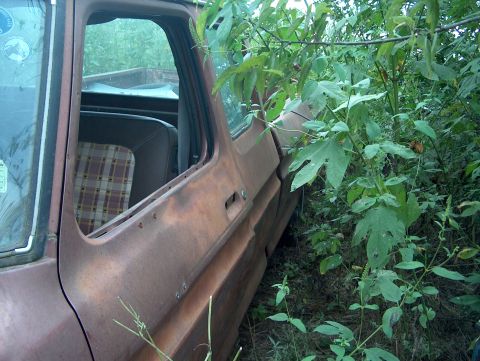 1979 Ford Bronco - Side view of a rusty 1979 Ford Bronco, partially obscured by vegetation.