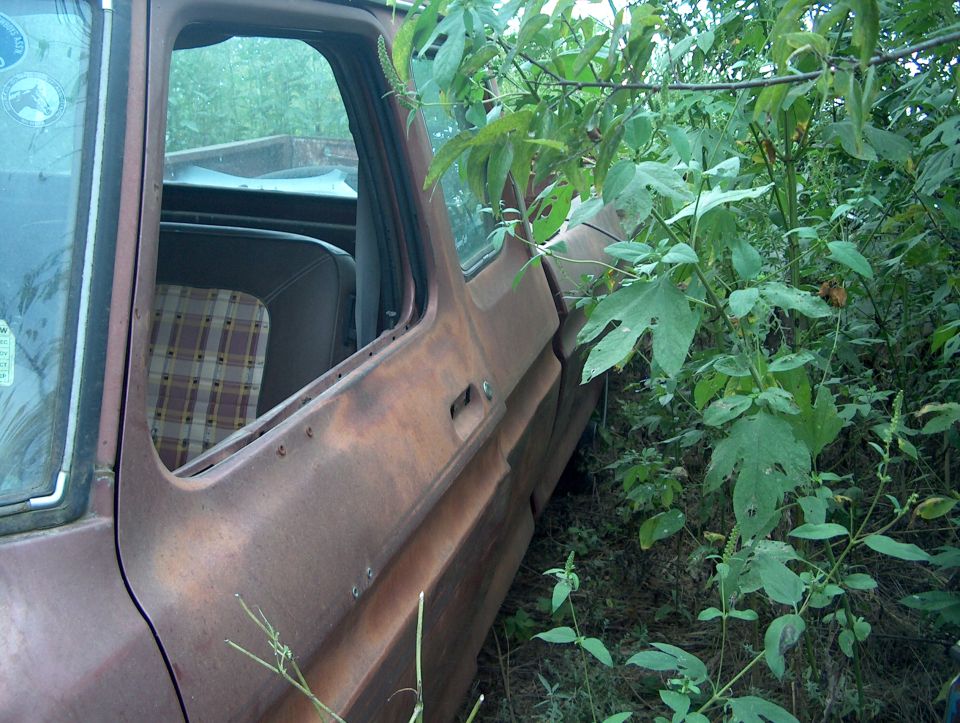 1979 Ford Bronco side door and plaid interior, overgrown with weeds