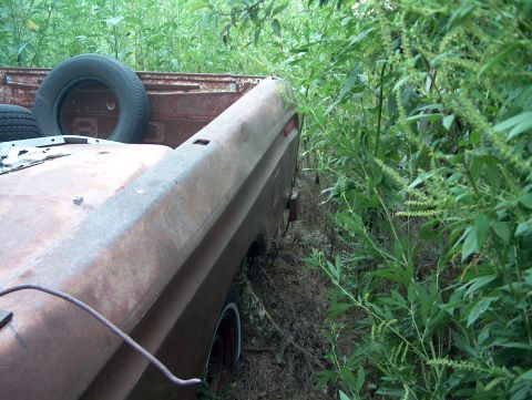 1979 Ford Bronco - The rear of a 1979 Ford Bronco, partially obscured by overgrown vegetation, reveals a rusty truck bed and a spare tire.
