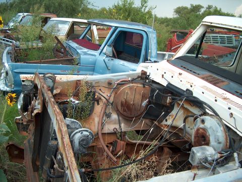 1979 Ford Bronco - Multiple derelict trucks sit in a junkyard, overgrown with weeds and grass.