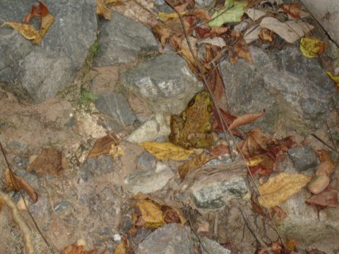 1996 Ford Bronco - A frog rests among rocks and autumn leaves, blending into its natural surroundings.