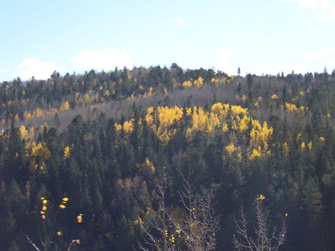 1972 Ford Ranchero - A scenic view of a forest during autumn, with a mix of deciduous and coniferous trees.