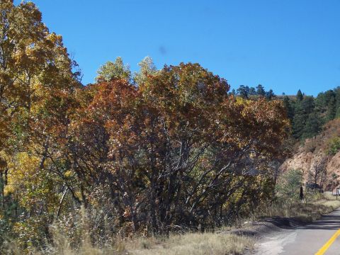 1972 Ford Ranchero - Roadside view of trees in fall foliage under a bright blue sky.