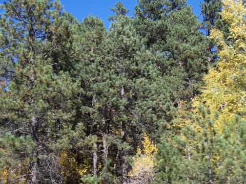 1972 Ford Ranchero - A dense forest scene with evergreen pine trees dominating the view, interspersed with yellowing autumn foliage.