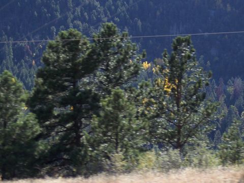 1972 Ford Ranchero - A scenic view of pine trees and a forested mountainside under a clear sky.