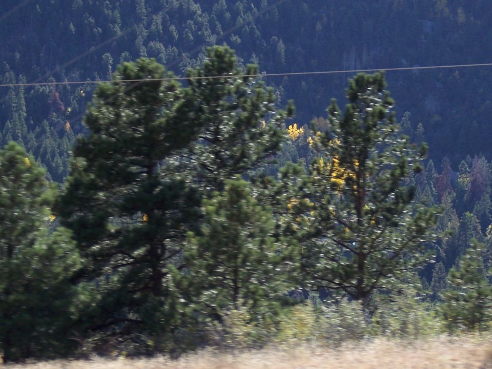 Pine trees in foreground with a mountain covered in more trees in the background