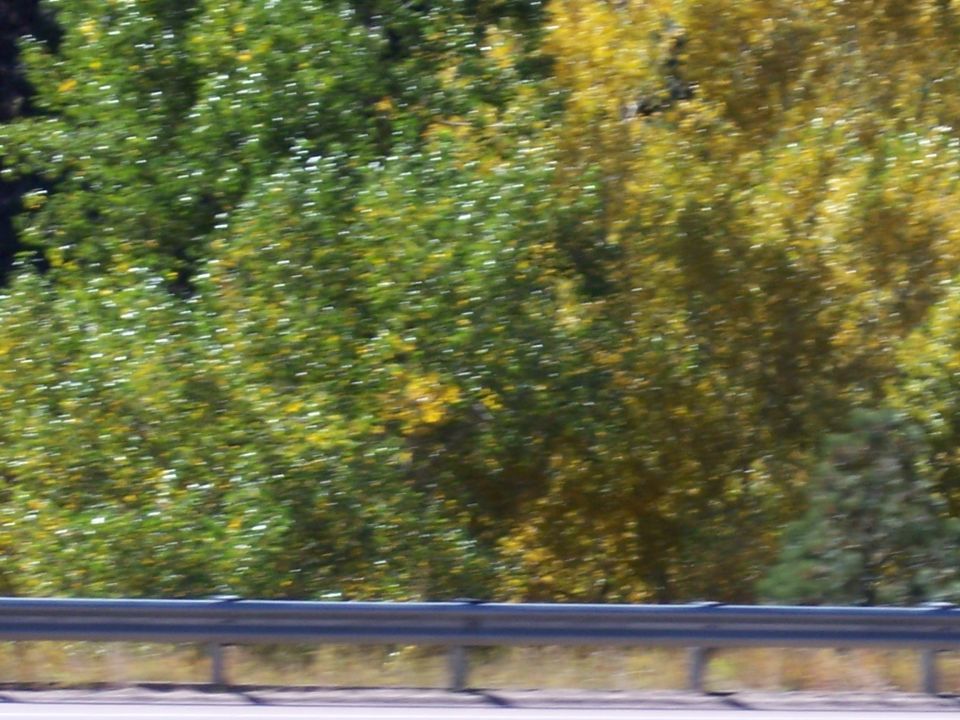 trees with green and yellow leaves next to a metal guardrail on a road