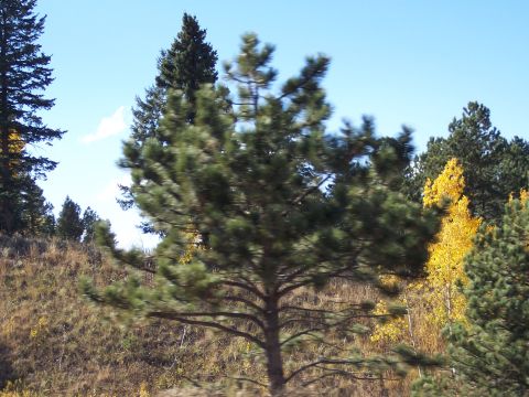 1972 Ford Ranchero - Autumn scene with pine trees and deciduous trees showing fall colors.